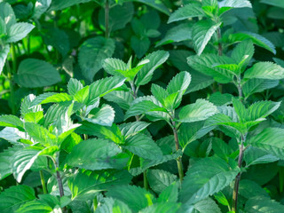 mint leaves background