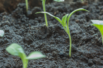 Sprout pepper seedlings in the closed ground