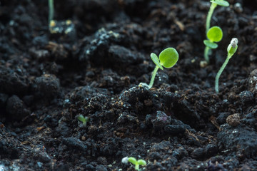 Petunia flowers seedlings sprouting indoors
