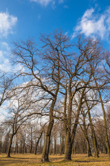 Big oak on the background of sky. Landscape