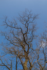 Old oak tree with branches without leaves