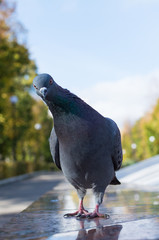 Голубь удивлённо смотрит в камеру