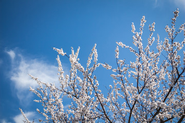 Apricot tree with lots of white flowers on background sky