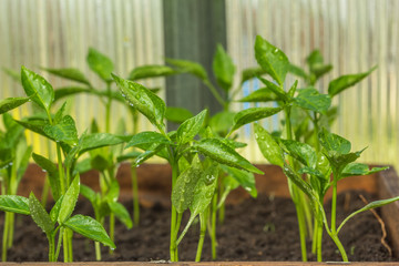 Young pepper after watering