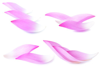 petal lotus on white background