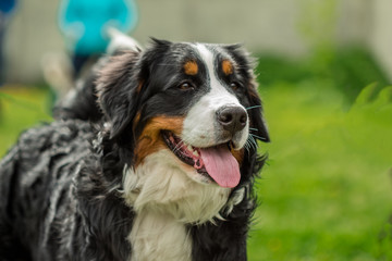 Muzzle closeup Bernese Mountain Dog (Berner Sennenhund)