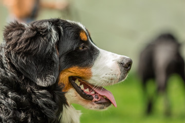 Profile portrait of dog head Bernese Mountain Dog (Berner Sennen