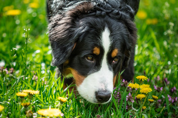 Close-up of dog head Bernese Mountain Dog (Berner Sennenhund)