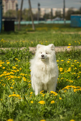Samoyed puppy dog stands in a field with dandelions and green gr