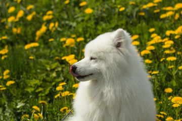 Portrait in Profile Samoyed puppy licking its nose