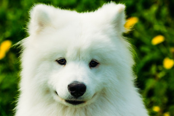 Puppy Samoyed dog portrait close up