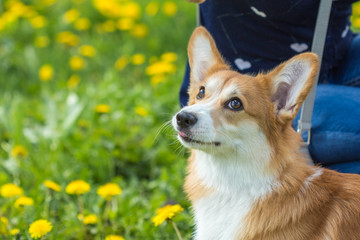Portrait of a Welsh Corgi dog close up