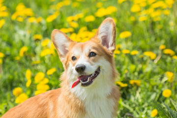Welsh Corgi dog with funny muzzle on green background