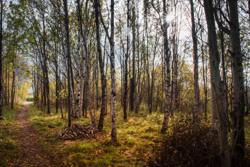 Obraz premium The path in the forest