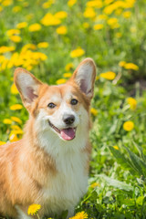 Welsh Kogri red color dog sitting in green grass