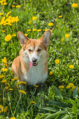 Young dog breed Welsh Corgi