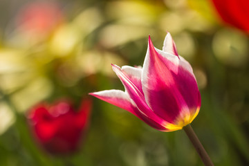 Flower blossomed beautiful tulip bud