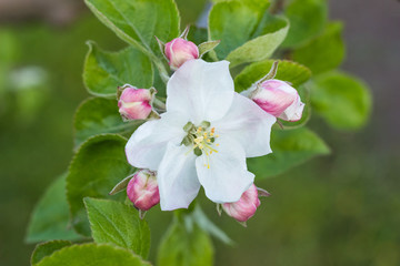 Blooming apple tree flower closeup