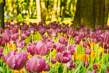 Purple tulips in city park