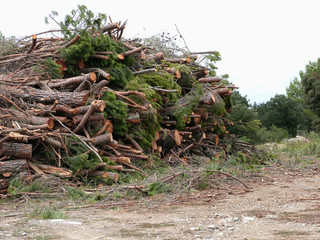 Pile de bois - Troncs d'abres