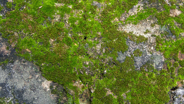 Beautiful moss and lichen covered stone. Bright green moss Backg