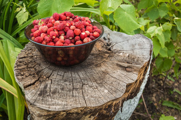 Vintage Old stump on which stands the strawberry harvest in bowl