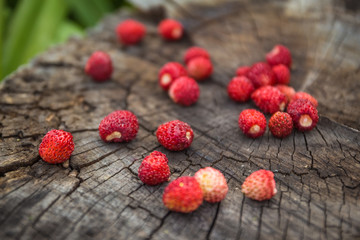 Red berries on the stump of an old vintage