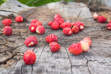Wild strawberry close-up on a stump