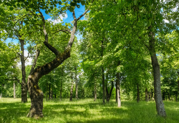Green oak tree with leaves in the park