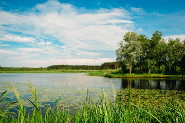 River summer landscape with trees and reeds
