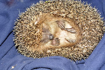 European hedgehog