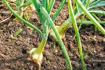 onion growing in vegetable garden