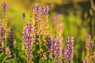 The stems and buds blooming lupine plants in a field among green