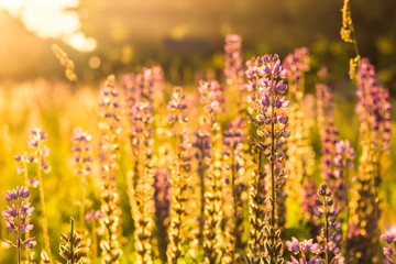 Flower of violet wild lupine in backlit sunlight