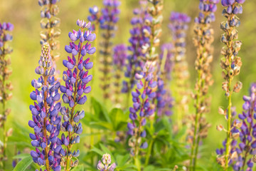 The stem and bud plant lupine closeup