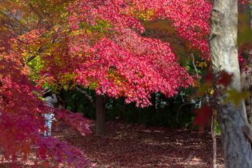 red maple leaves in autumn