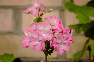 beautiful geranium flower