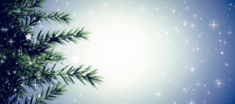 Composite image of fir tree branches