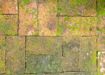 Green moss on old brick floor texture and background