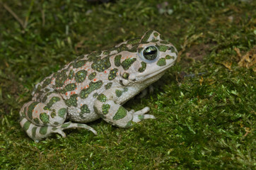 European green toad (Bufotes viridis) wandering on moss in an Italian garden
