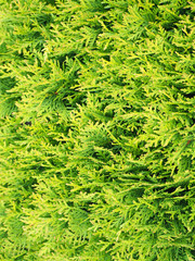 branches arborvitae (thuja) top view background