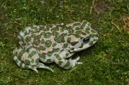 European green toad (Bufotes viridis) wandering on moss in an Italian garden
