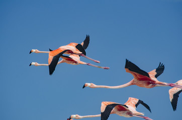 Flamingos flying over the beach in Holbox