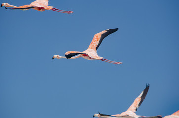 Flamingos flying over the beach in Holbox