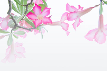 Flowers, Desert Rose; Impala Lily; Mock Azalea flowers on backgr