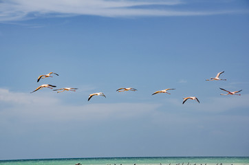 Flamingos flying over the beach in Holbox