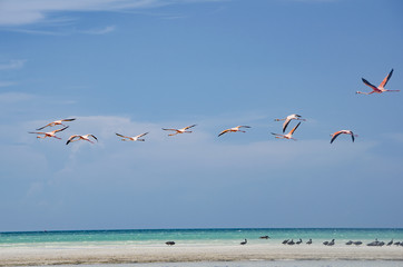 Flamingos flying over the beach in Holbox
