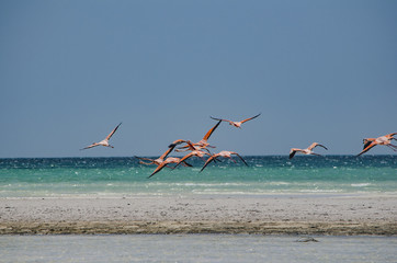 Flamingos flying over the beach in Holbox