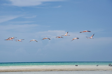 Flamingos flying over the beach in Holbox