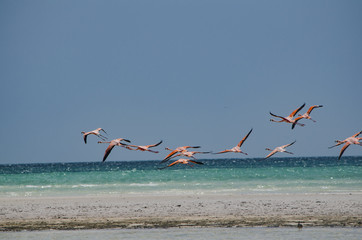 Flamingos flying over the beach in Holbox